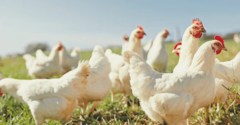 Proyecto de autosuficiencia alimentaria